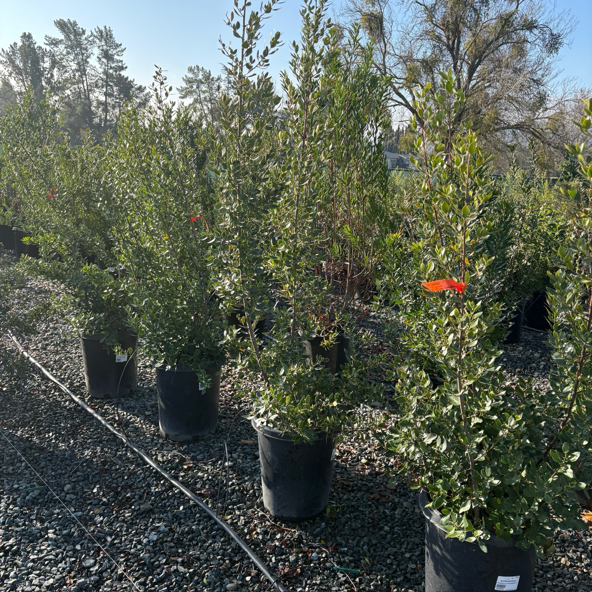 鼠李 John Edwards Italian Buckthorn