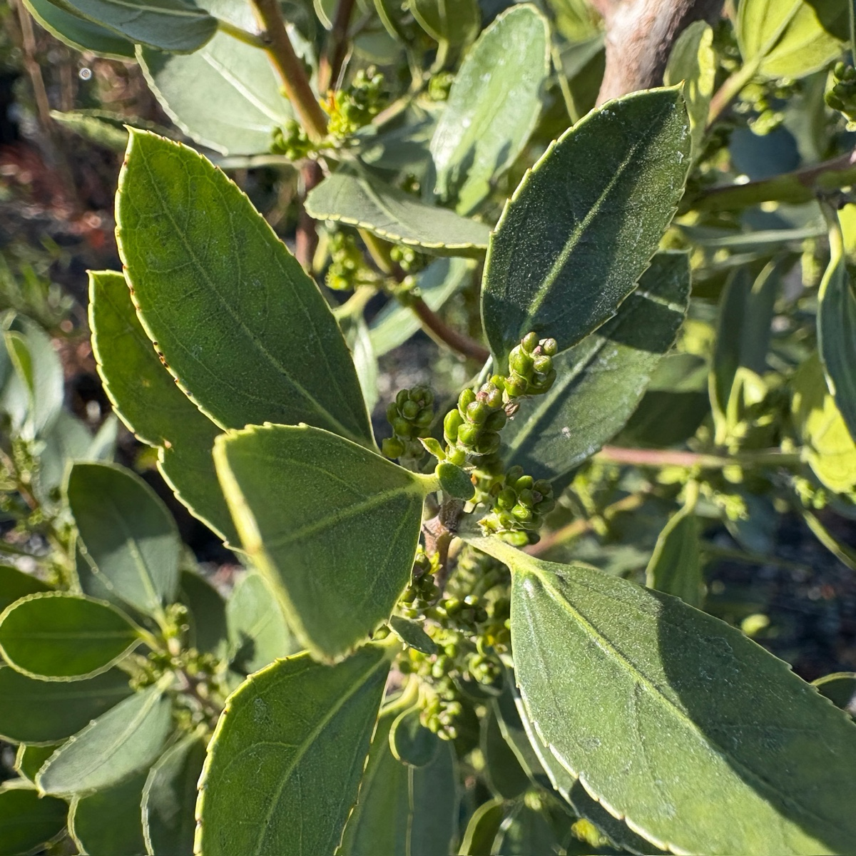 鼠李 John Edwards Italian Buckthorn