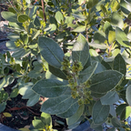 鼠李 John Edwards Italian Buckthorn