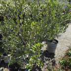 鼠李 John Edwards Italian Buckthorn