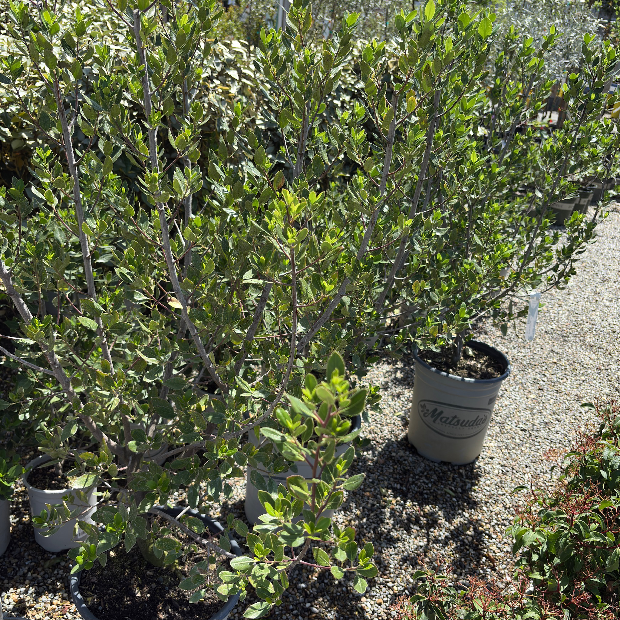鼠李 John Edwards Italian Buckthorn