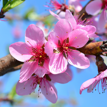 Peach Tree - Peach Tree