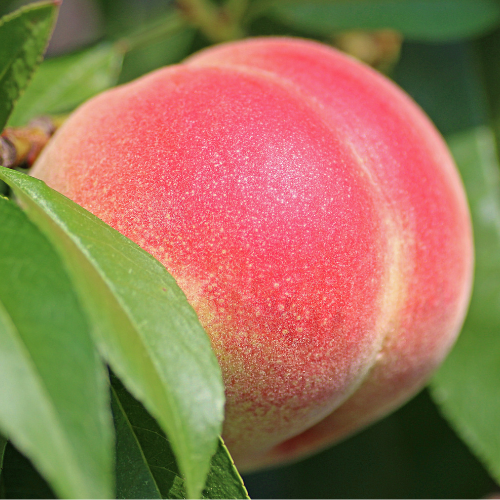 Peach Tree - Peach Tree