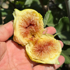 卡多塔无花果 Kadota Fig