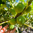 卡多塔无花果 Kadota Fig