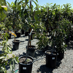 卡多塔无花果 Kadota Fig