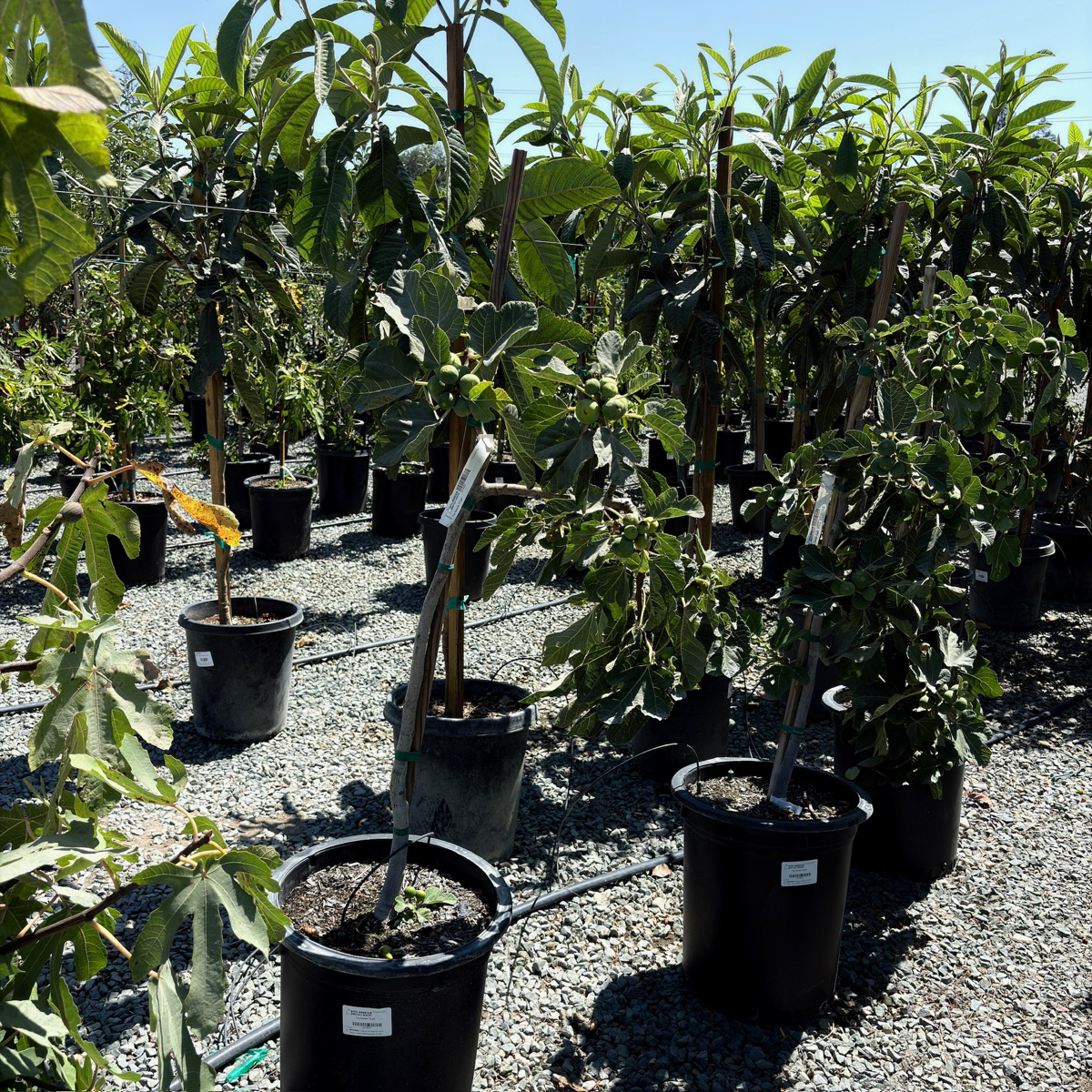 卡多塔无花果 Kadota Fig