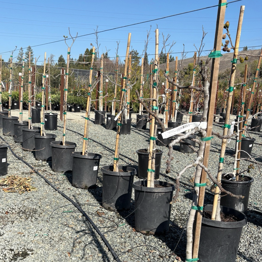 卡多塔无花果 Kadota Fig