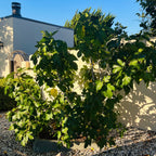 卡多塔无花果 Kadota Fig