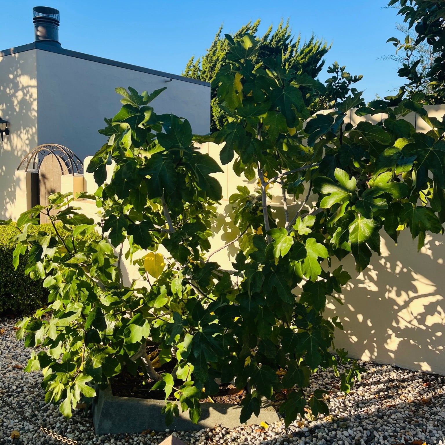 卡多塔无花果 Kadota Fig