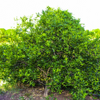 泰国青柠 Kaffir  Lime