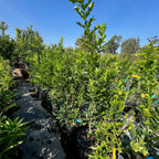 泰国青柠 Kaffir  Lime