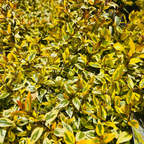 六道木 Kaleidoscope Glossy Abelia