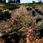 六道木 Kaleidoscope Glossy Abelia