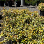 六道木 Kaleidoscope Glossy Abelia