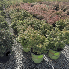 六道木 Kaleidoscope Glossy Abelia