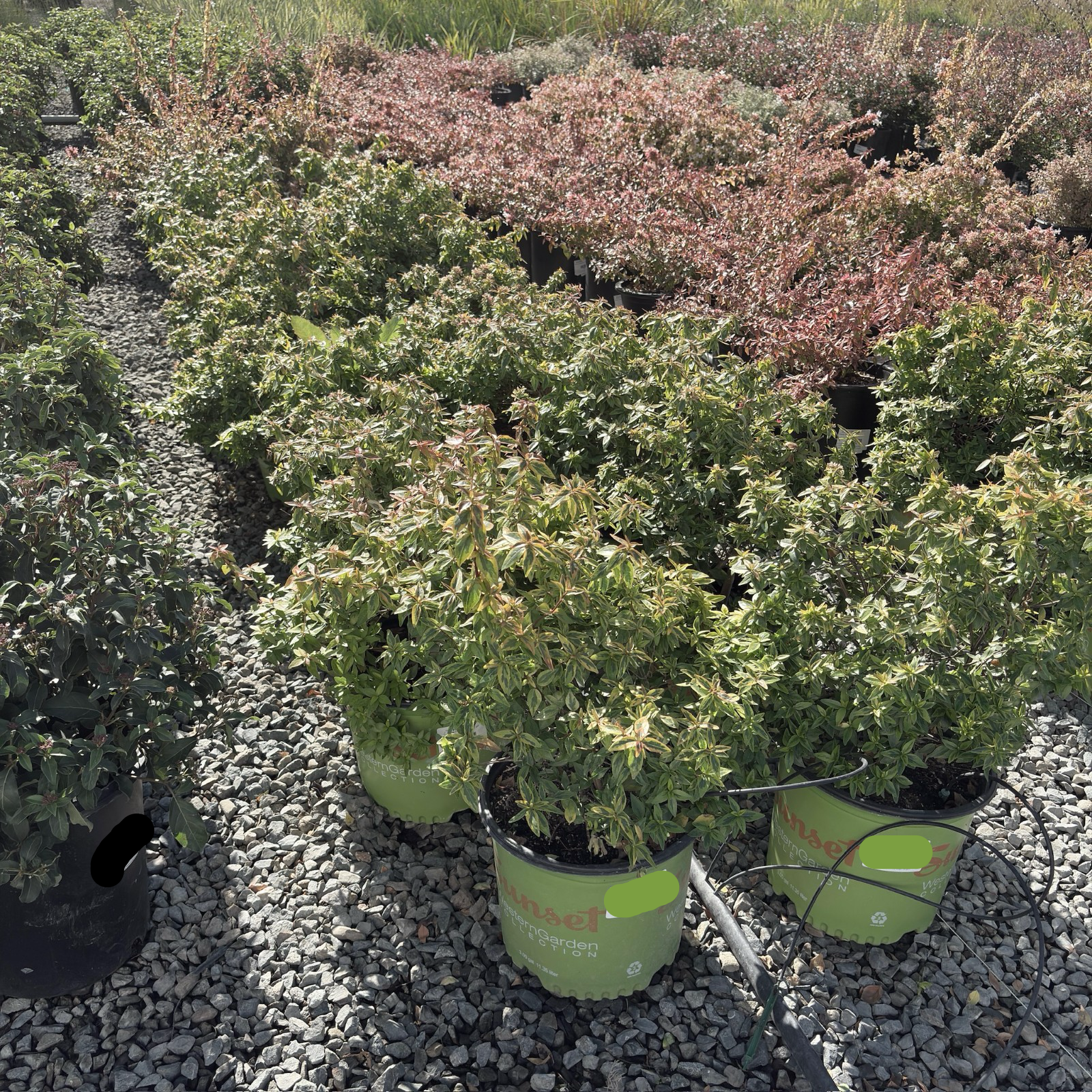 六道木 Kaleidoscope Glossy Abelia