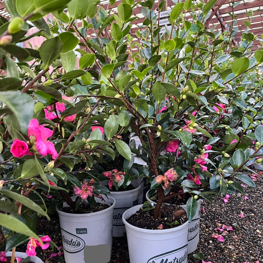 立寒椿茶梅 Kanjiro Camellia