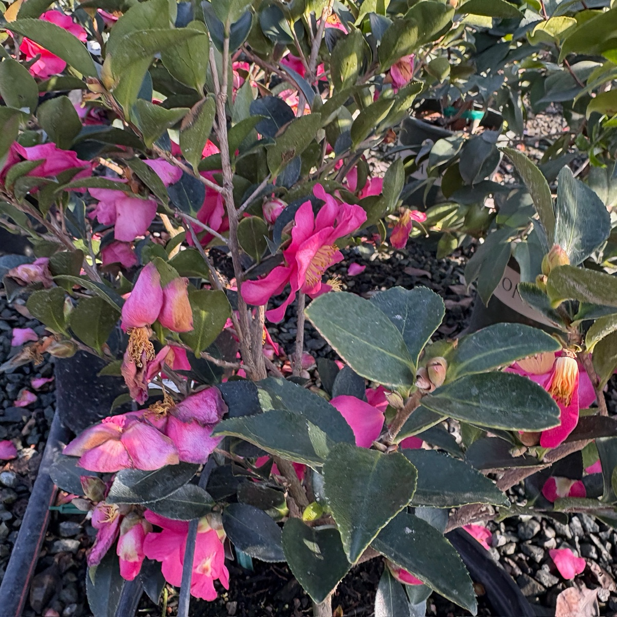 立寒椿茶梅 Kanjiro Camellia