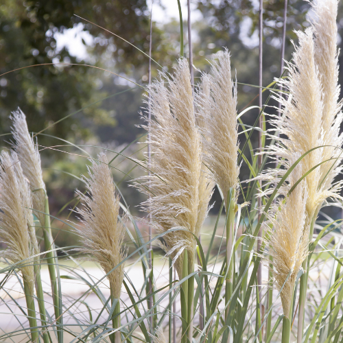 Karl Foerster Feather Reed Grass