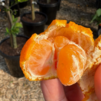 纪州蜜桔 Kishu Seedless Mandarin
