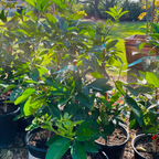 纪州蜜桔 Kishu Seedless Mandarin