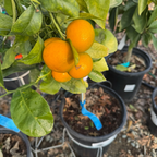纪州蜜桔 Kishu Seedless Mandarin