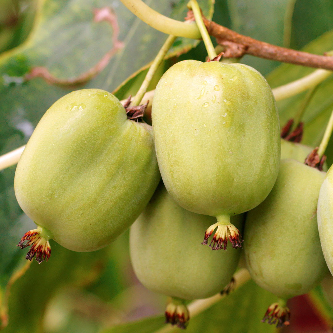 软枣猕猴桃 Kiwi Magic® Hardy Kiwi Combination