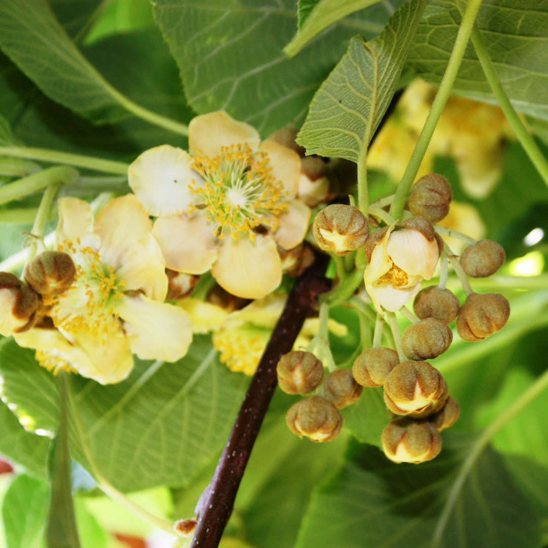 软枣猕猴桃 Kiwi Magic® Hardy Kiwi Combination