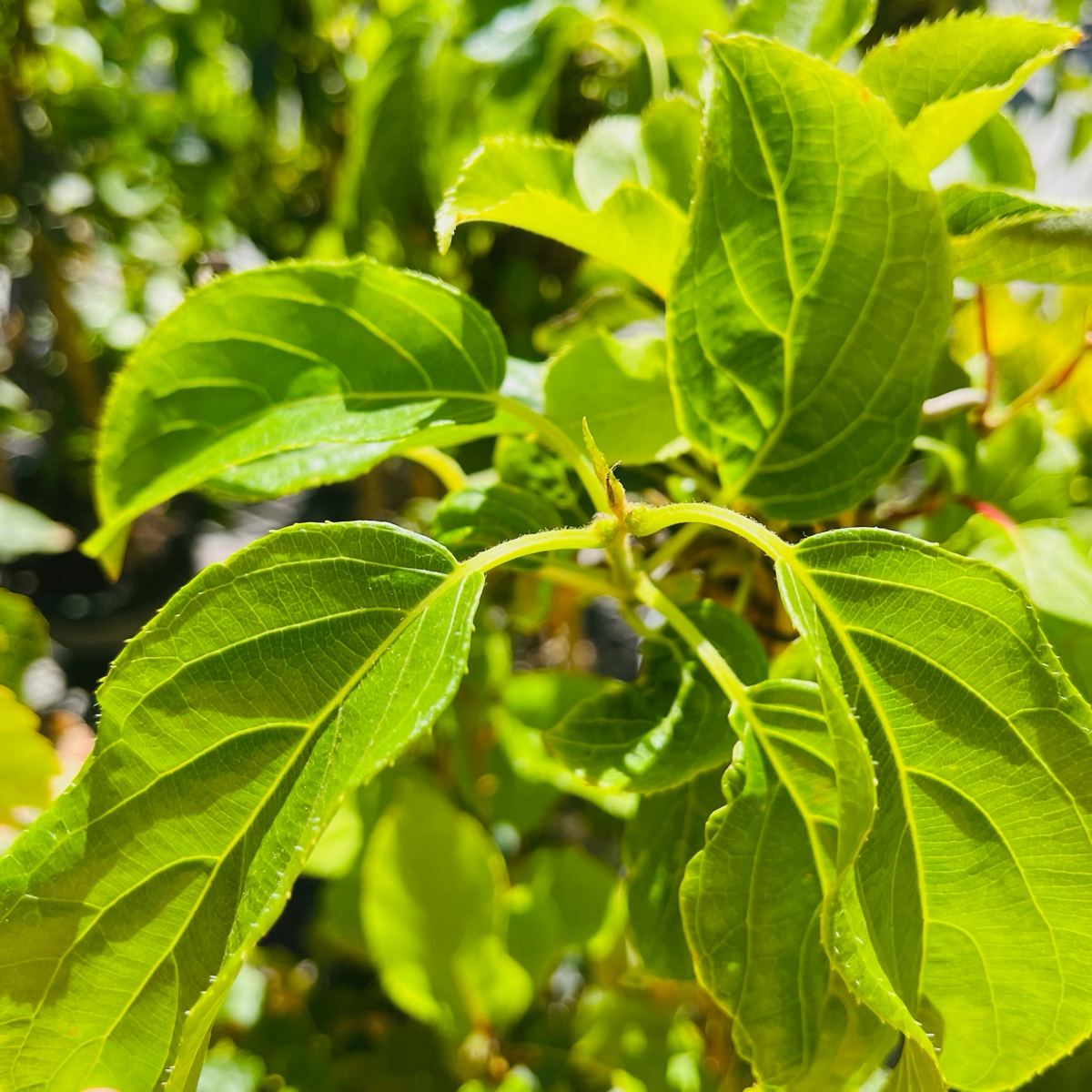 软枣猕猴桃 Kiwi Magic® Hardy Kiwi Combination