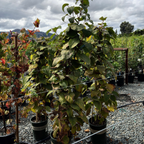 中华猕猴桃 Kiwi Magic® Kiwi Combination