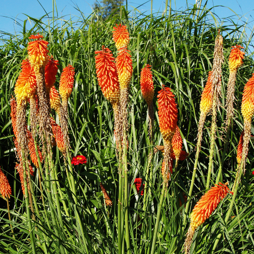 Red-Hot Poker