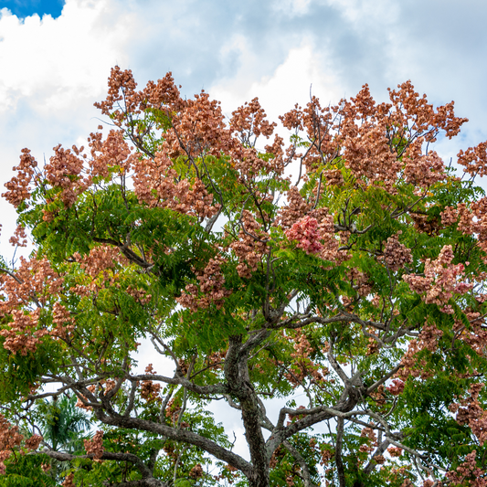 Acacia-Narrow-leaved Acacia