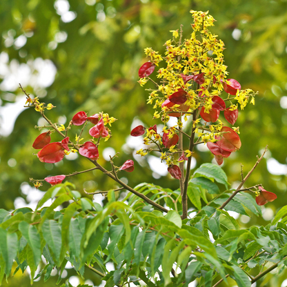 Acacia-Narrow-leaved Acacia