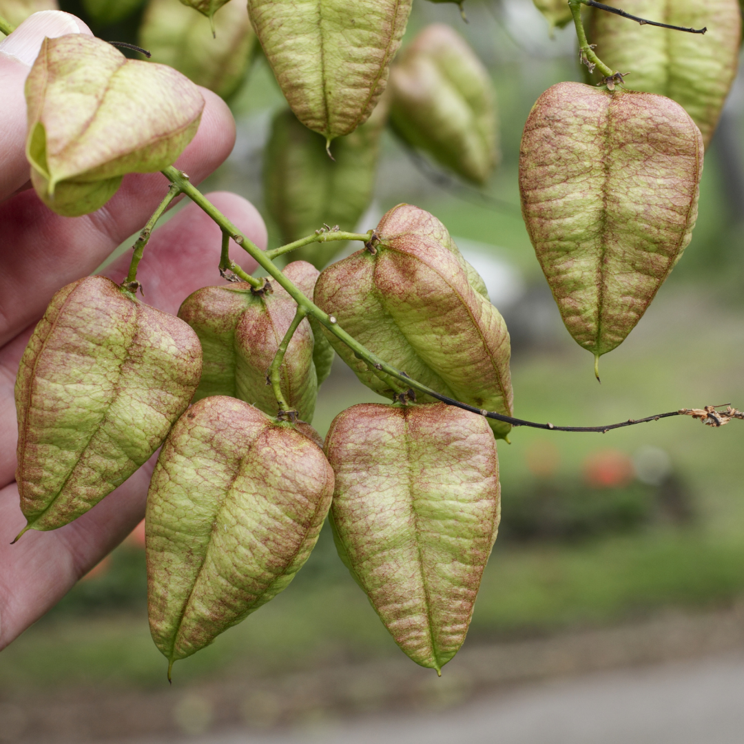 Acacia-Narrow-leaved Acacia