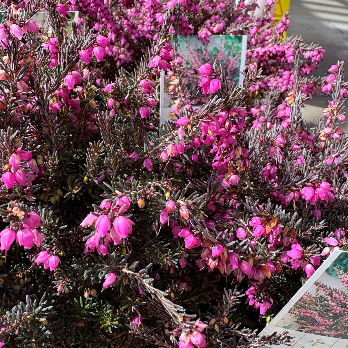 达利欧石南 Kramer's Rote Heather