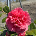 唯我独尊山茶花 Kramer's Supreme Camellia