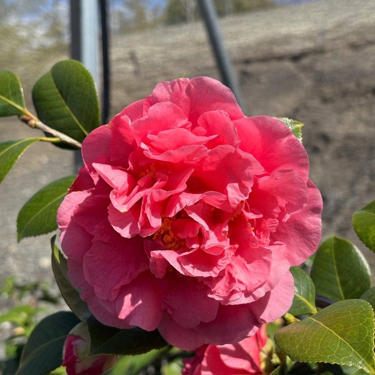 唯我独尊山茶花 Kramer's Supreme Camellia