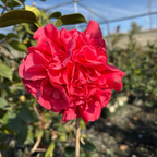 唯我独尊山茶花 Kramer's Supreme Camellia