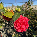 唯我独尊山茶花 Kramer's Supreme Camellia