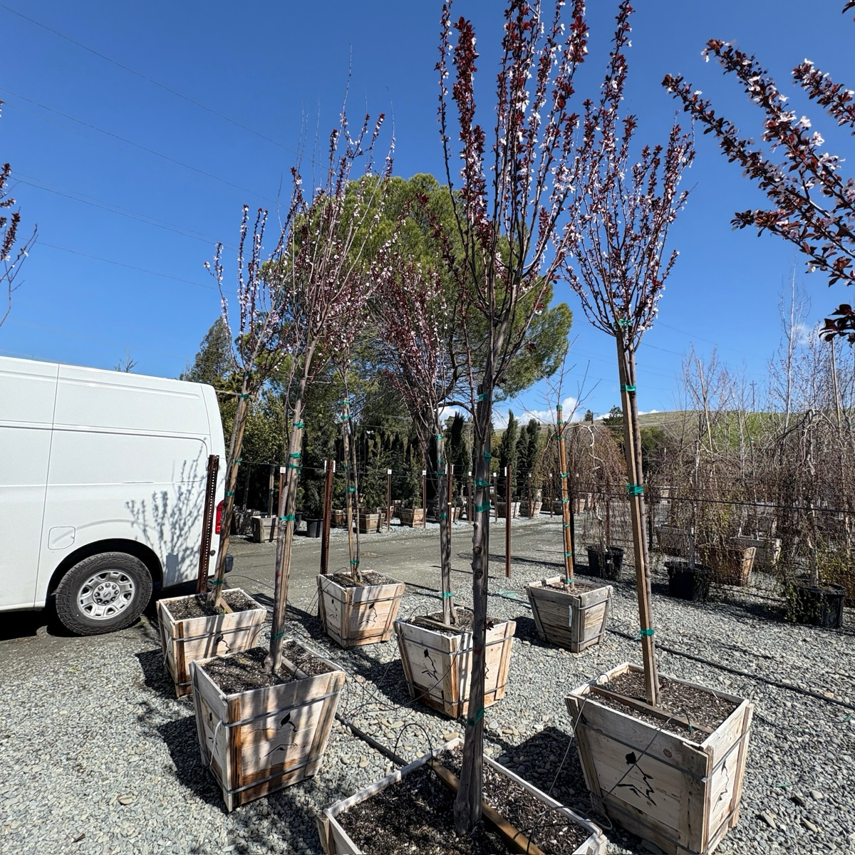 紫叶李 Krauter Vesuvius Flowering Plum
