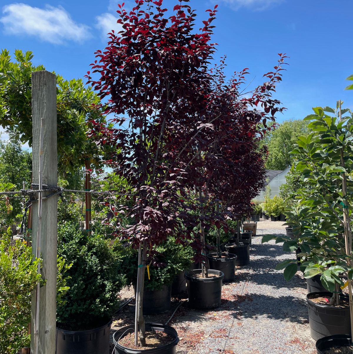 紫叶李 Krauter Vesuvius Flowering Plum