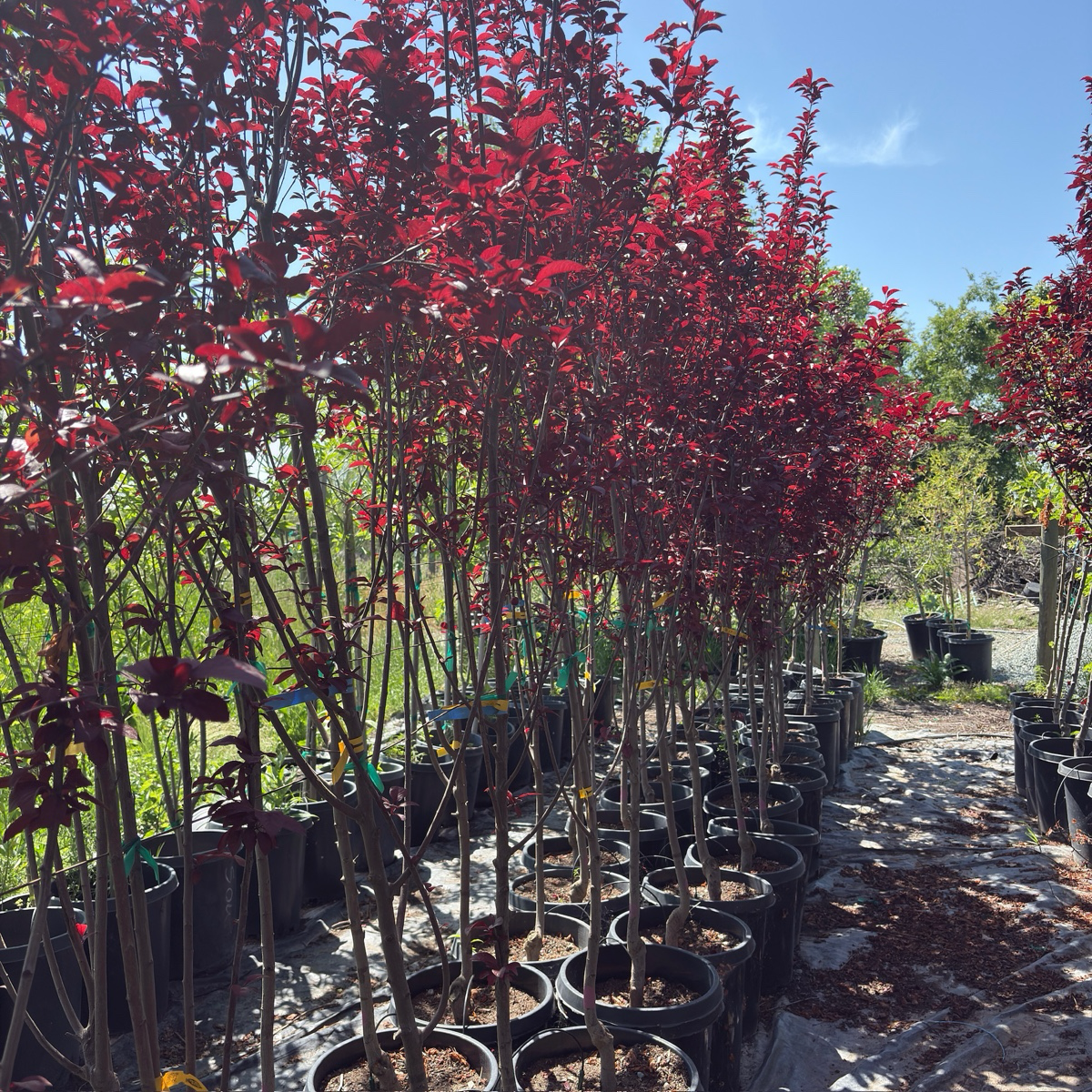 紫叶李 Krauter Vesuvius Flowering Plum