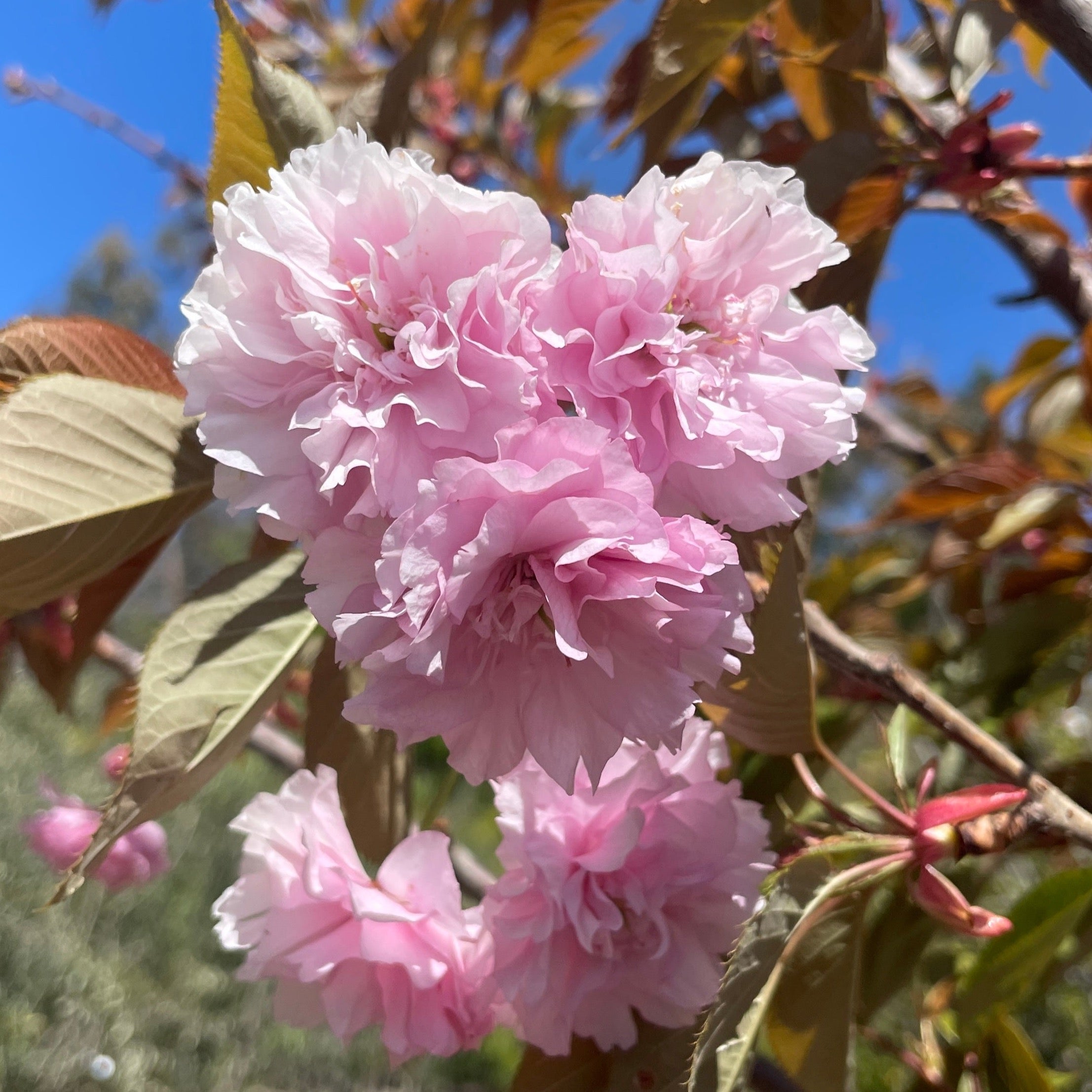 关山樱花 Kwanzan Flowering Cherry