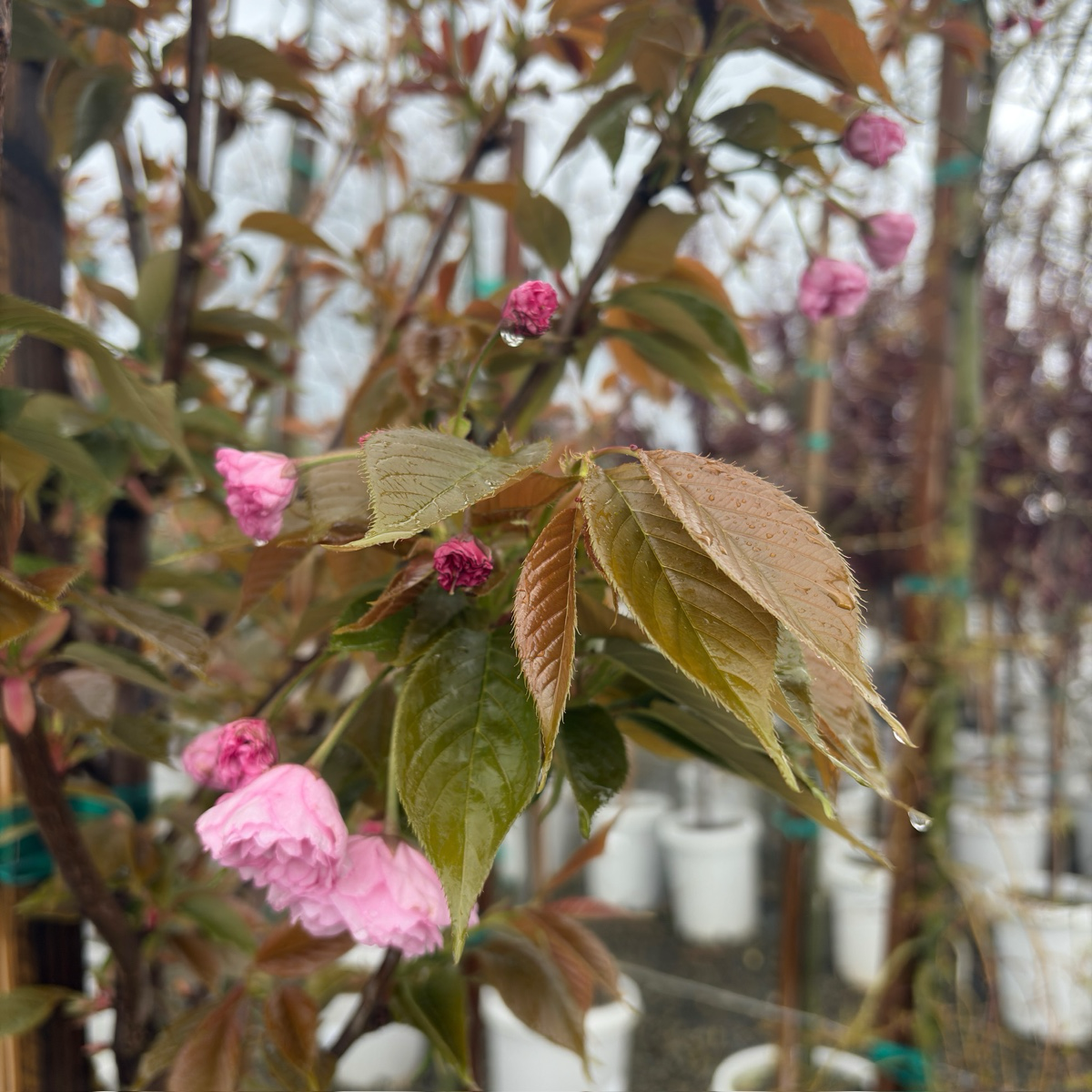 关山樱花 Kwanzan Flowering Cherry