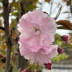 关山樱花 Kwanzan Flowering Cherry