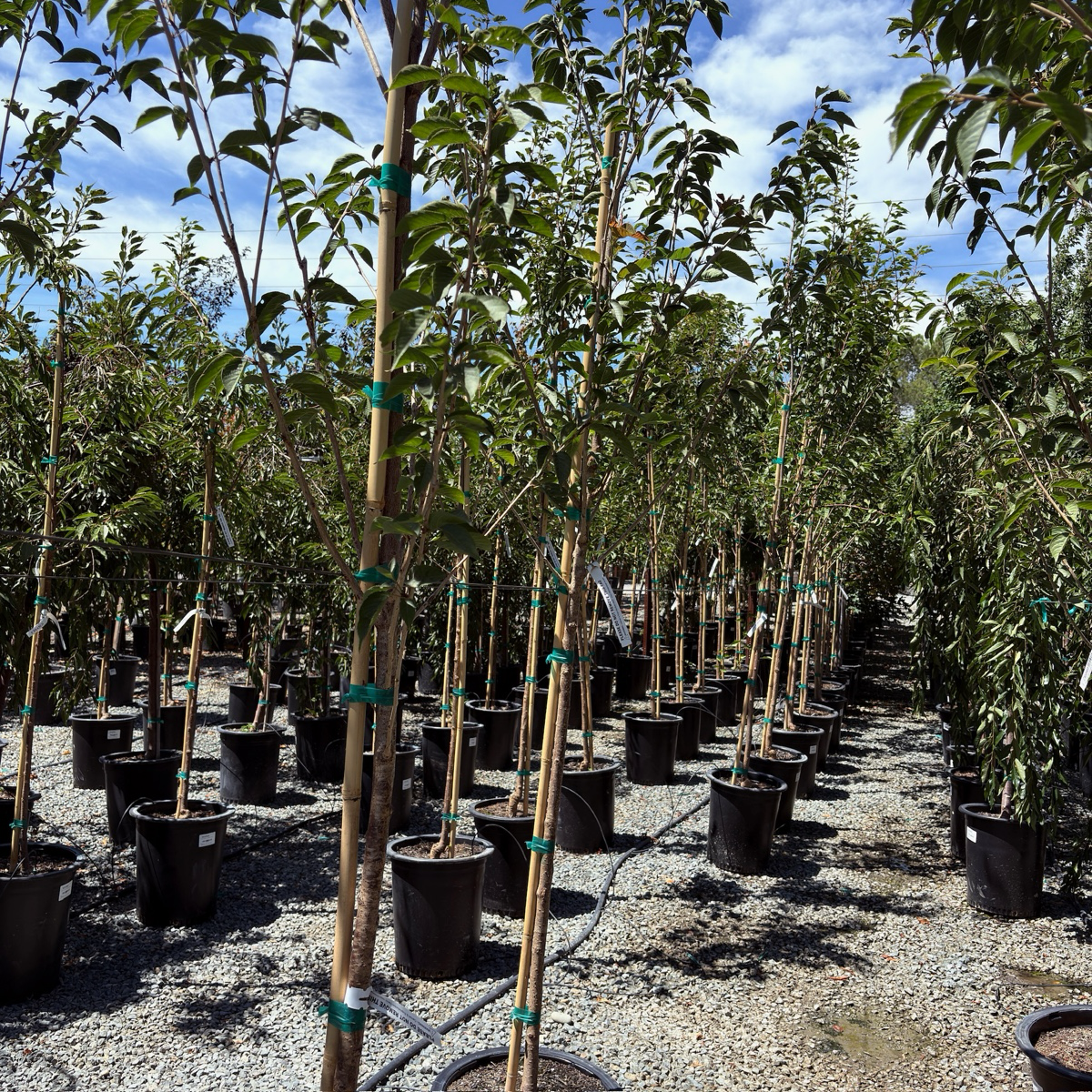 关山樱花 Kwanzan Flowering Cherry