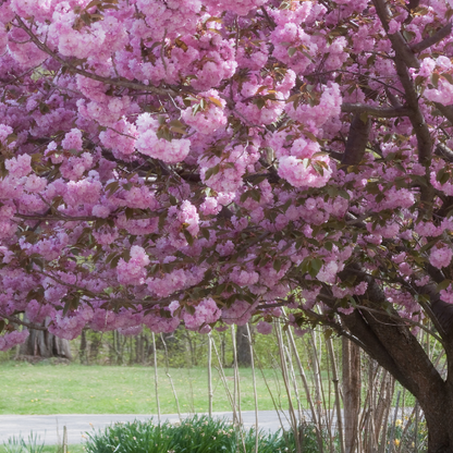 Cherry Blossom Trees - Guanshan Cherry Blossom