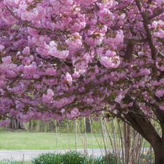 樱花树-多层粉色