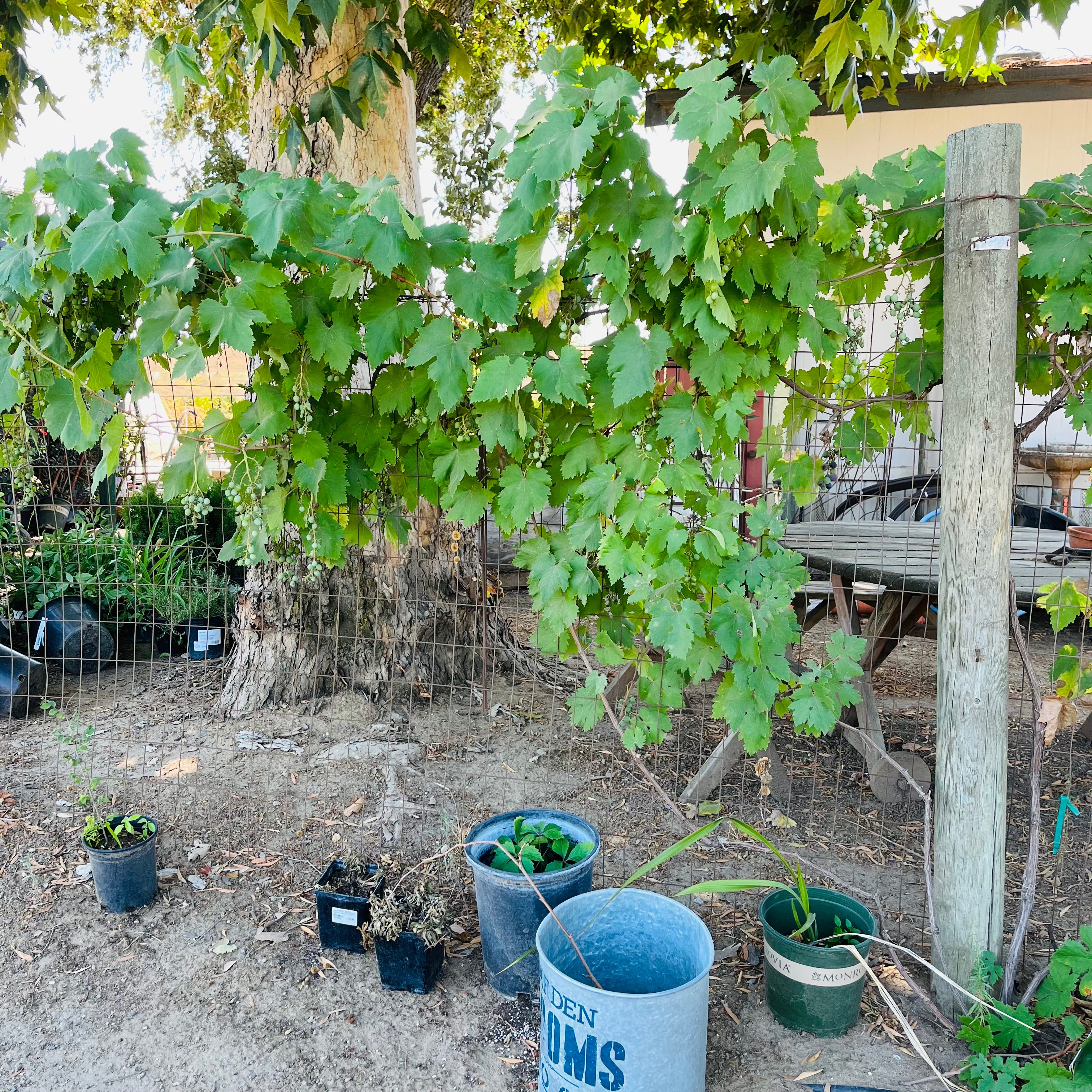 巨峰葡萄– Landz.us